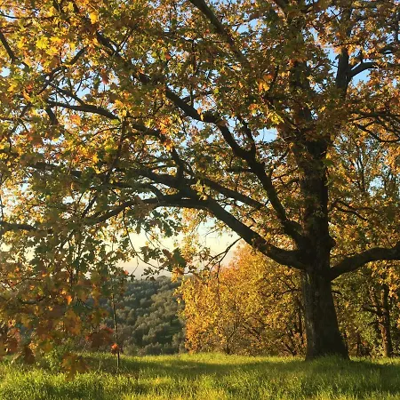 Panzió Podere Rondinaio